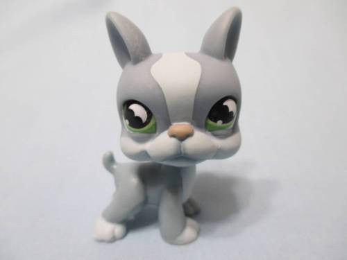 LIKE NEW Littlest Pet Shop  Puppy Dog 857 Grey Boston Terrier with Bat Eyes Authentic LPS Nov30npoHG